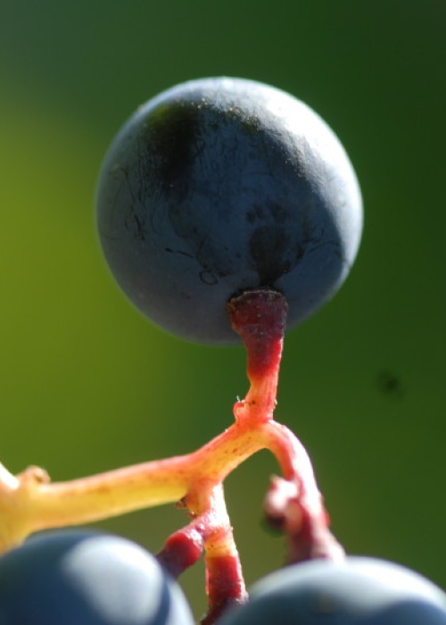 Dornfelder ANT 1353